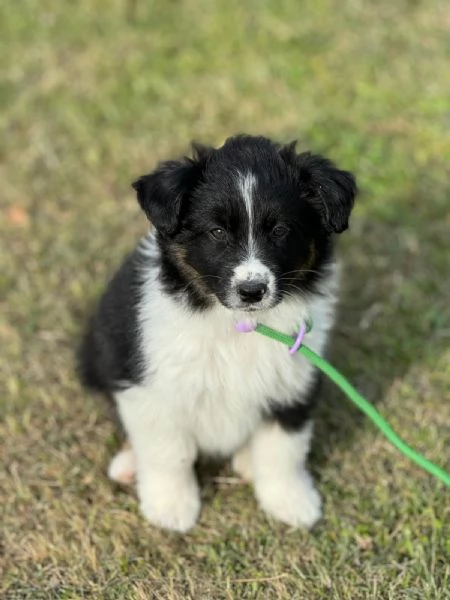 Cuccioli Australian shepherd | Foto 5