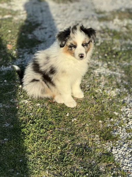 Cuccioli Australian shepherd | Foto 4