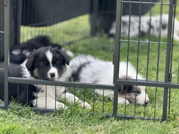 Cuccioli Australian shepherd | Foto 1