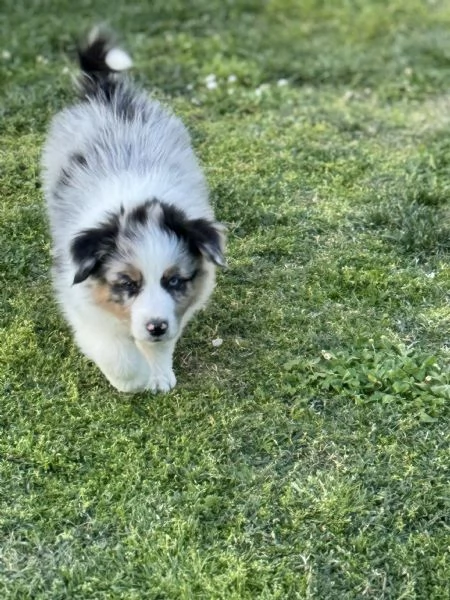 Cuccioli Australian shepherd | Foto 0