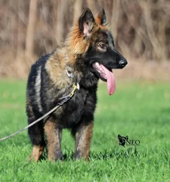 Pastore tedesco cani da lavoro | Foto 6