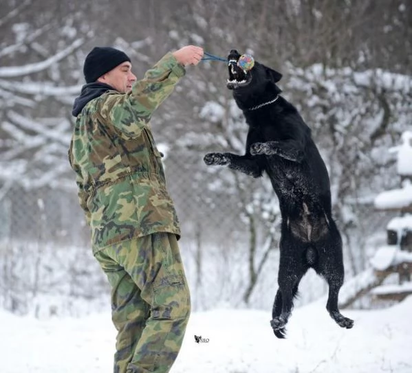 Pastore tedesco cani da lavoro