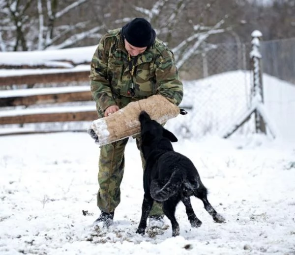 Pastore tedesco cani da lavoro | Foto 5