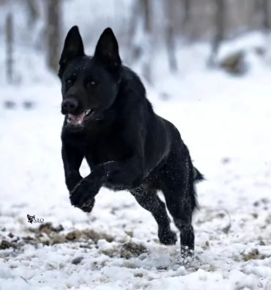 Pastore tedesco cani da lavoro | Foto 4