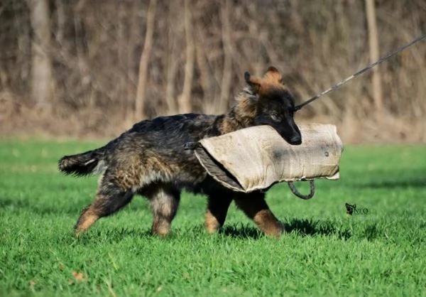 Pastore tedesco cani da lavoro | Foto 3