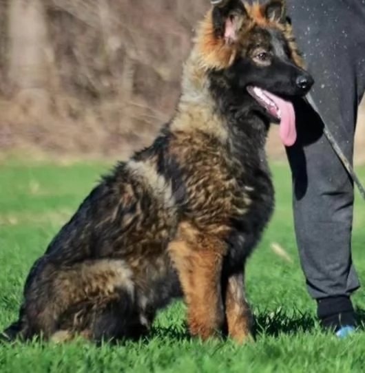 Pastore tedesco cani da lavoro | Foto 2