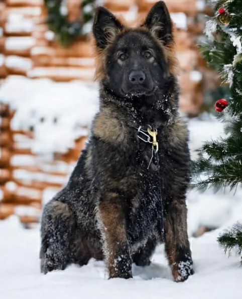 Pastore tedesco cani da lavoro | Foto 1