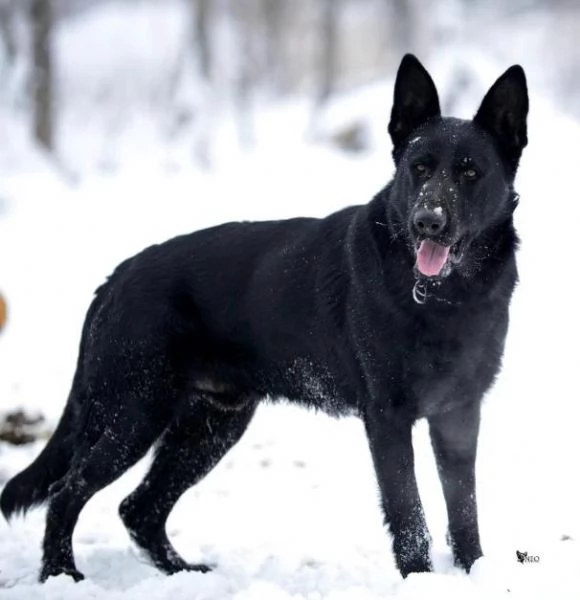 Pastore tedesco cani da lavoro | Foto 0
