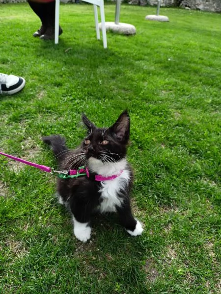 Cucciolo MaineCoon 