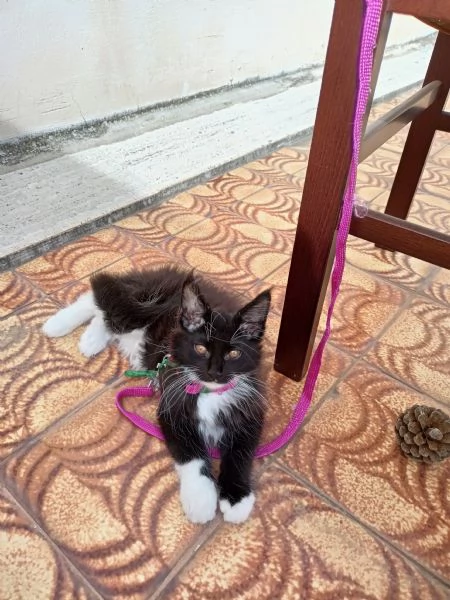 Cucciolo MaineCoon  | Foto 0