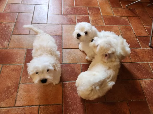 Dolcissimi cuccioli maltese 