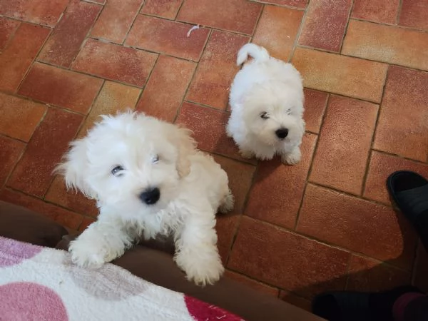 Dolcissimi cuccioli maltese  | Foto 0