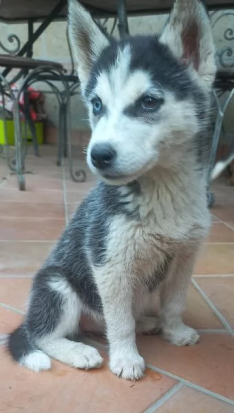 Cuccioli  di Siberian Husky  | Foto 3