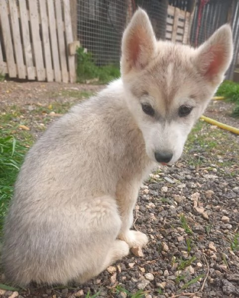 Cuccioli  di Siberian Husky  | Foto 1