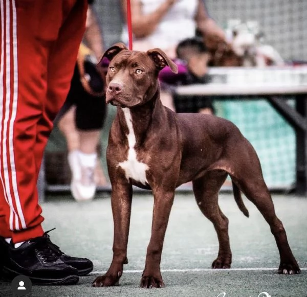 Femmina di Pitbull in regalo 