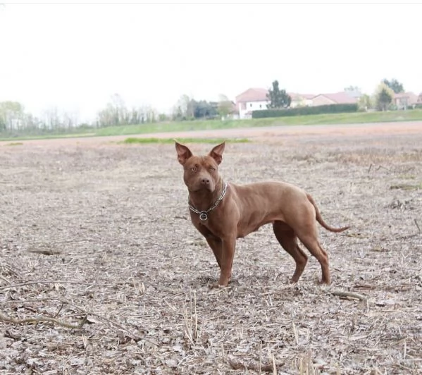 Cucciolona pitbull