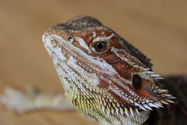 Cuccioli di Pogona Vitticeps | Foto 3