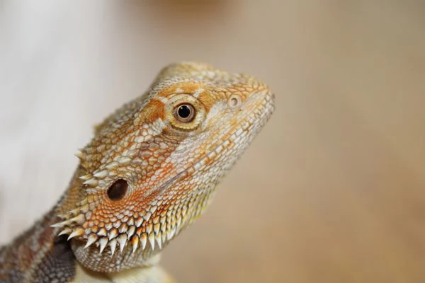 Cuccioli di Pogona Vitticeps | Foto 2