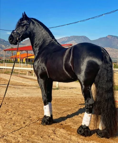 Cavalli frisoni cavalla marrone prezzo registrato per lacquisto