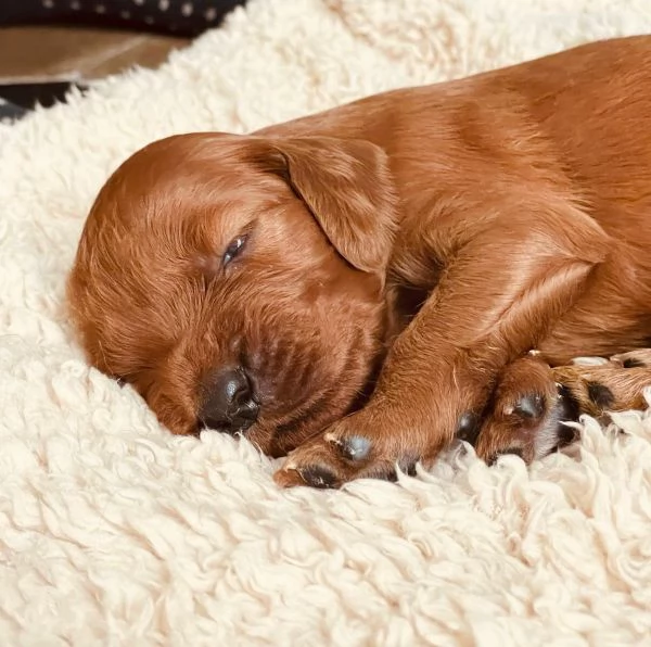 Cuccioli maschietti Setter Irlandese 