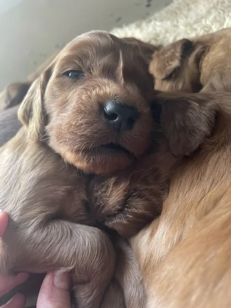 Cuccioli maschietti Setter Irlandese  | Foto 5