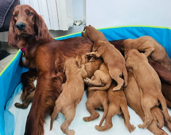 Cuccioli maschietti Setter Irlandese  | Foto 1