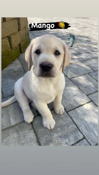 Cuccioli di Labrador