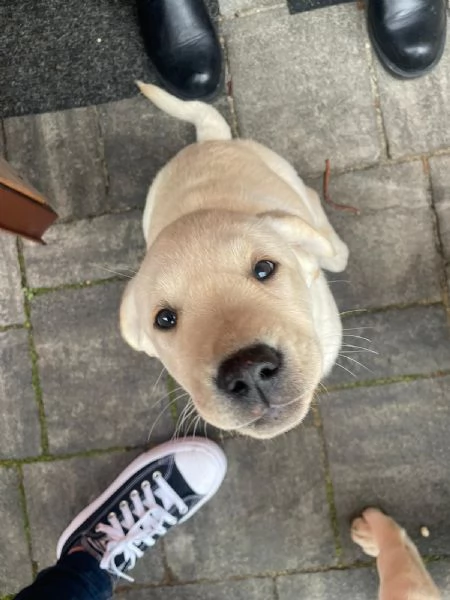 Cuccioli di Labrador | Foto 6