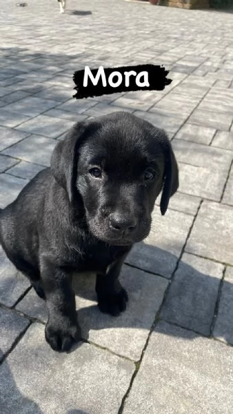 Cuccioli di Labrador | Foto 4