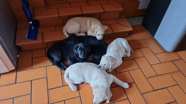 Cuccioli di Labrador | Foto 3