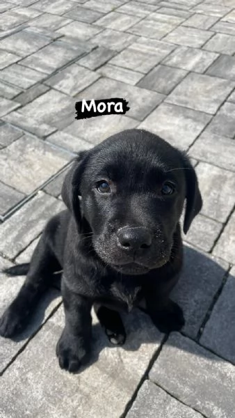 Cuccioli di Labrador | Foto 2