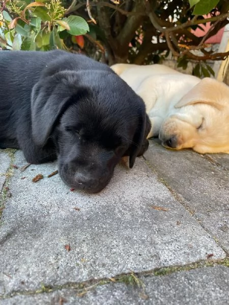 Cuccioli di Labrador | Foto 1