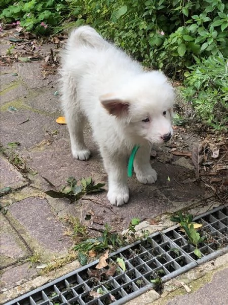 Regalo cucciolo di maremmanogolden