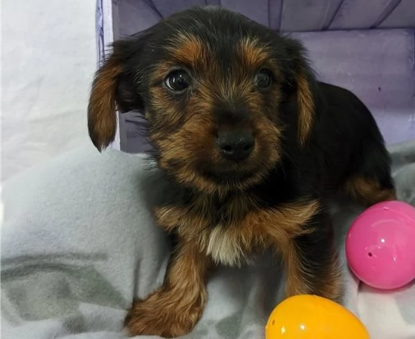   regalo Yorkshire cuccioli meravigliosi  