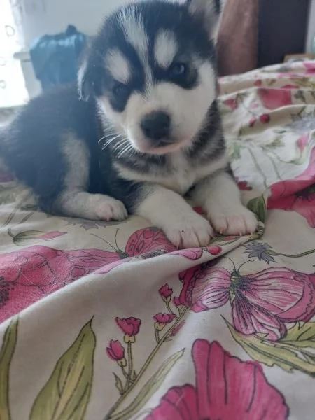 Vendo Cuccioli di Siberian Husky 