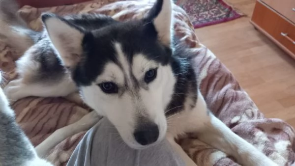 Vendo Cuccioli di Siberian Husky  | Foto 5