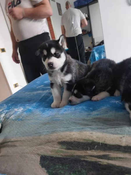 Vendo Cuccioli di Siberian Husky  | Foto 4