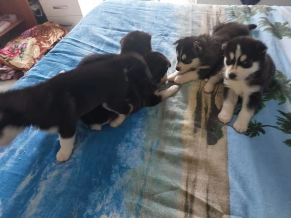 Vendo Cuccioli di Siberian Husky  | Foto 3