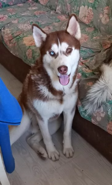 Vendo Cuccioli di Siberian Husky  | Foto 1