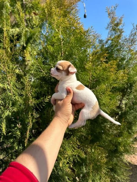  regalo  cuccioli di Chihuahua