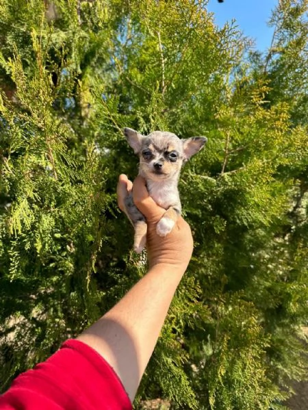  regalo  cuccioli di Chihuahua | Foto 1
