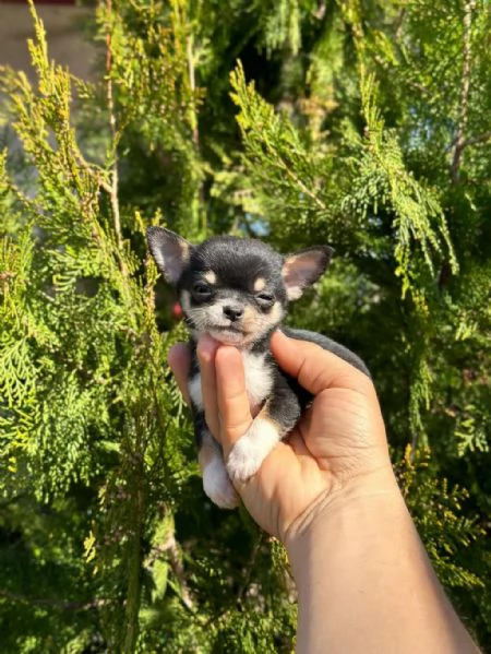  regalo  cuccioli di Chihuahua | Foto 0