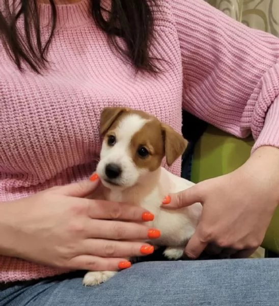  regalo  cuccioli di Jack Russel | Foto 0