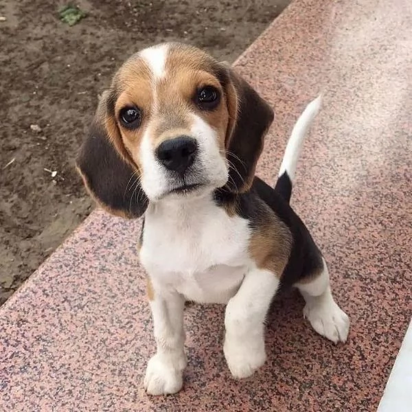 Regala un cucciolo di Beagle | Foto 0