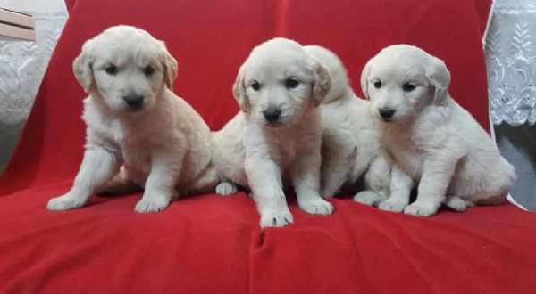 Regala un cucciolo di Labrador