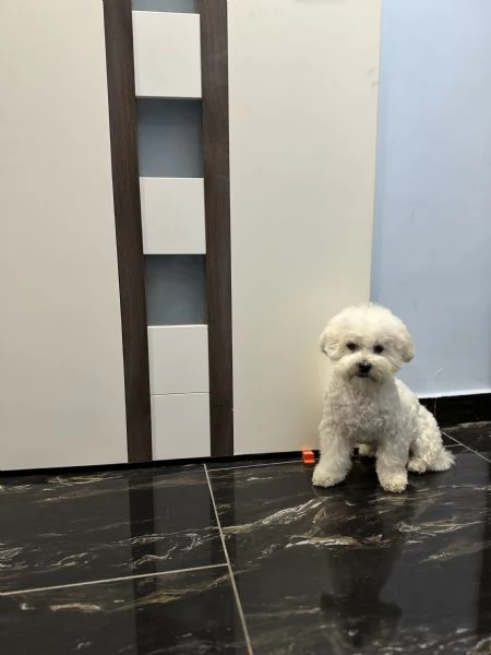 Bichon fris | Foto 3