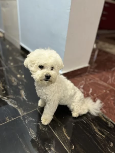 Bichon fris | Foto 2