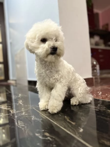 Bichon fris | Foto 1