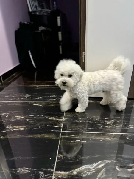 Bichon fris | Foto 0