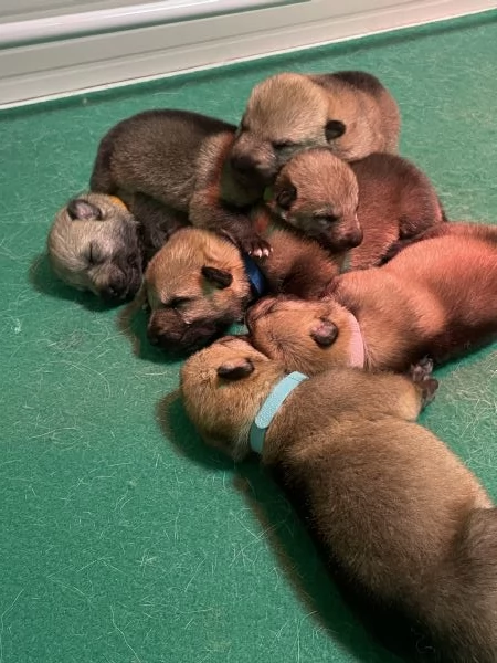 Cuccioli di cane lupo cecoslovacco | Foto 4